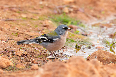 African chaffinch
