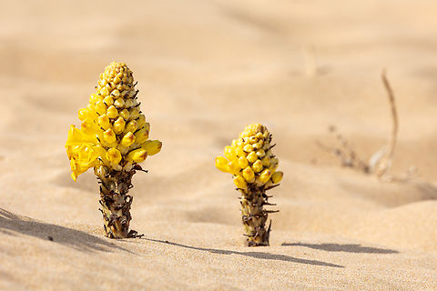 Cistanche lutea (Orobanchaceae) Tamri, Morocco. Feb 15, 2025 Cistanche lutea,Geotagged,Morocco,Winter