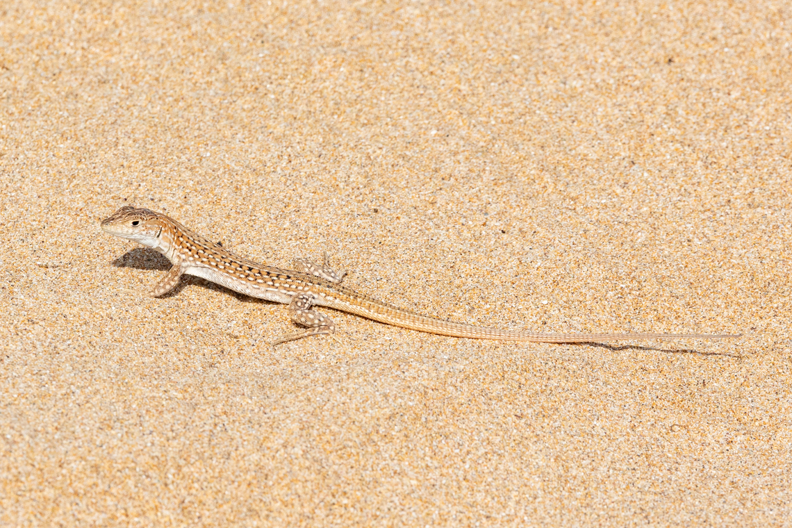Acanthodactylus margaritae (Lacertidae) Tamri, Morocco. Feb 15, 2025 Acanthodactylus margaritae,Geotagged,Morocco,Winter
