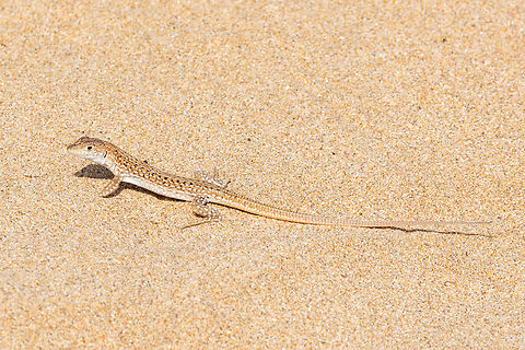 Acanthodactylus margaritae