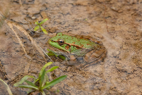 Sahara Frog (Pelophylax saharicus) Tamzergourte, Morocco. Feb 15, 2025 Geotagged,Morocco,Pelophylax saharicus,Sahara frog,Winter
