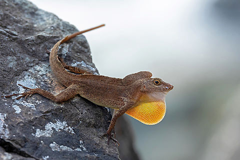 Crested Anole (Anolis cristatellus) Viejo San Juan, Puerto Rico. Nov 11, 2024 Anolis cristatellus,Crested Anole,Fall,Geotagged,Puerto Rico