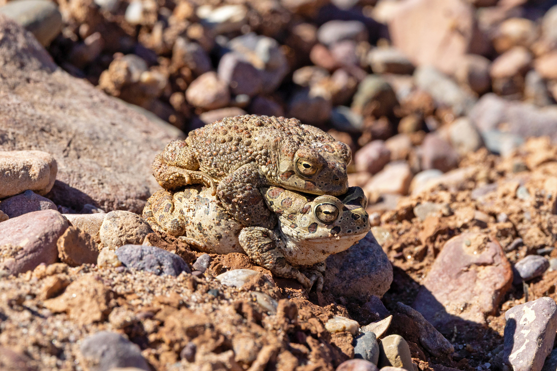 Mauritanian Toad (Sclerophrys mauritanica) Oasis de Finnt, Morocco. Feb 19, 2025 Berber toad,Geotagged,Morocco,Sclerophrys mauritanica,Winter