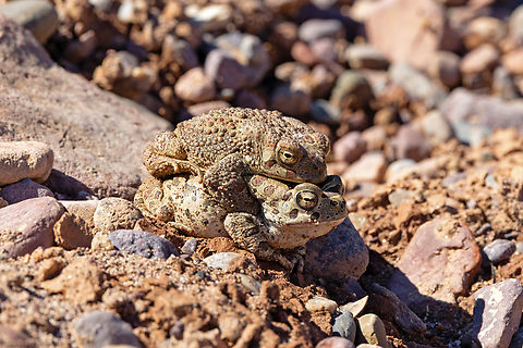 Berber Toad