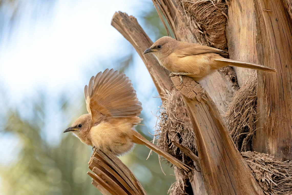 Fulvous chatterer (Argya fulva) Merzouga, Morocco. Feb 21, 2025 Argya fulva,Fulvous babbler,Geotagged,Morocco,Winter