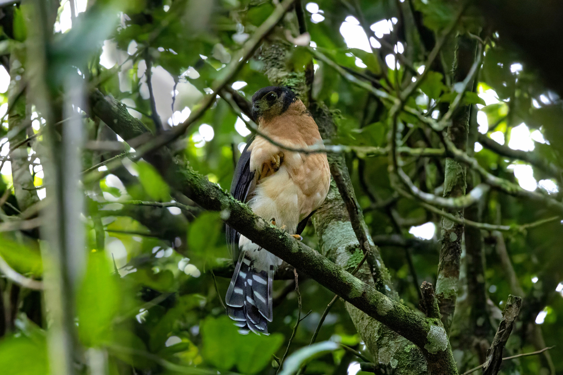 Collared forest falcon (Micrastur semitorquatus) Catarata Gocta, Amazonas, Peru. Apr 24, 2025 Collared forest falcon,Fall,Geotagged,Micrastur semitorquatus,Peru