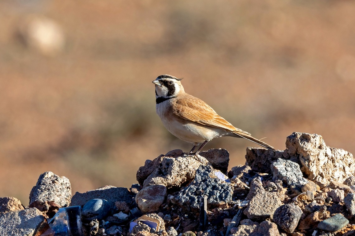 Temminck's lark (Eremophila bilopha) Boumalne Dades, Morocco. Feb 20, 2025 Eremophila bilopha,Geotagged,Morocco,Temminck's lark,Winter