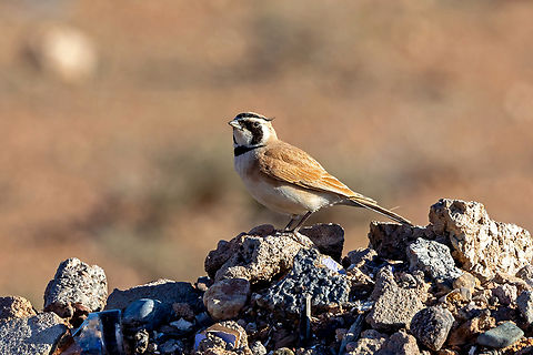 Temminck's lark (Eremophila bilopha) Boumalne Dades, Morocco. Feb 20, 2025 Eremophila bilopha,Geotagged,Morocco,Temminck's lark,Winter