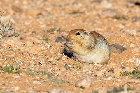 Fat Sand Rat (Psammomys obesus) Boumalne Dades, Morocco. Feb 20, 2025 Geotagged,Morocco,Psammomys obesus,Sand Rat,Winter