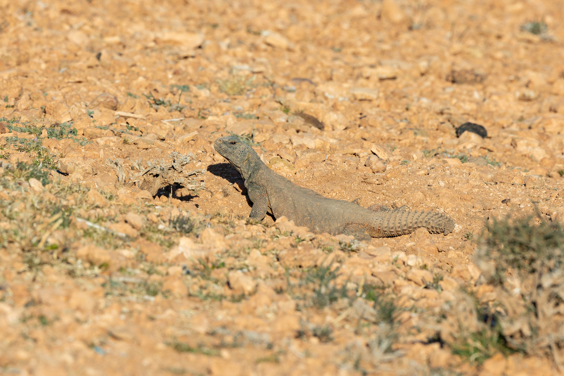 Moroccan Spiny-tailed Lizard (Uromastyx nigriventris) Boumalne Dades, Morocco. Feb 20, 2025 Geotagged,Morocco,Uromastyx nigriventris,Winter