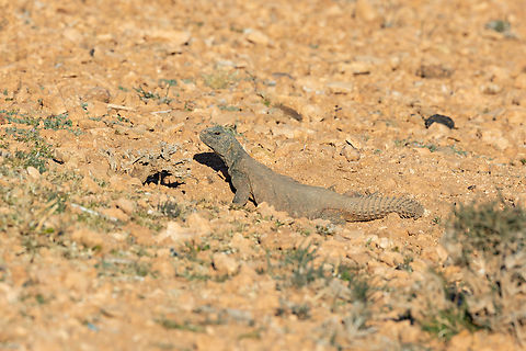 Moroccan Spiny-tailed Lizard