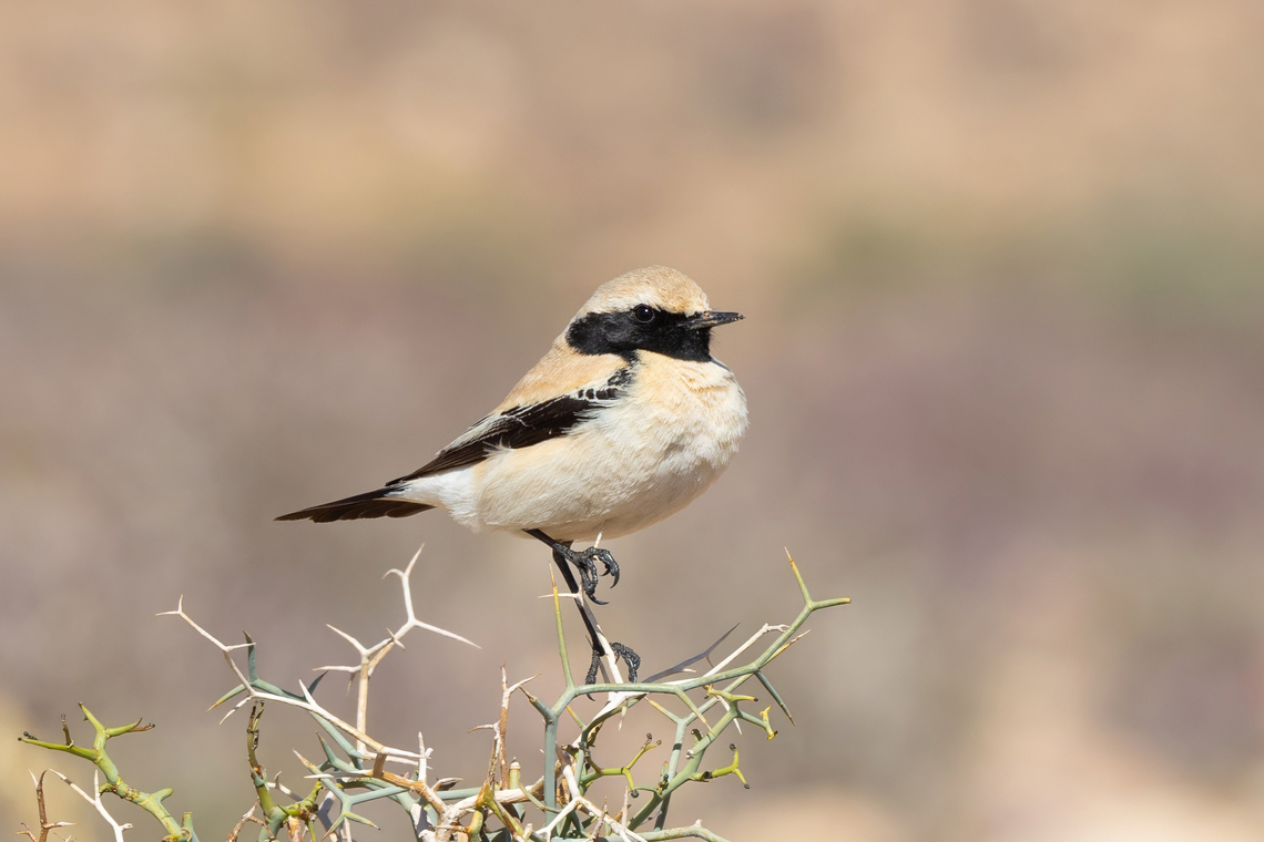 Desert wheatear (Oenanthe deserti) Boumalne Dades, Morocco. Feb 20, 2025 Desert wheatear,Geotagged,Morocco,Oenanthe deserti,Winter