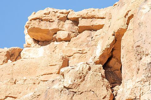 Pharaoh eagle-owl (Bubo ascalaphus) Boumalne Dades, Morocco. Feb 20, 2025 Bubo ascalaphus,Geotagged,Morocco,Pharaoh eagle-owl,Winter