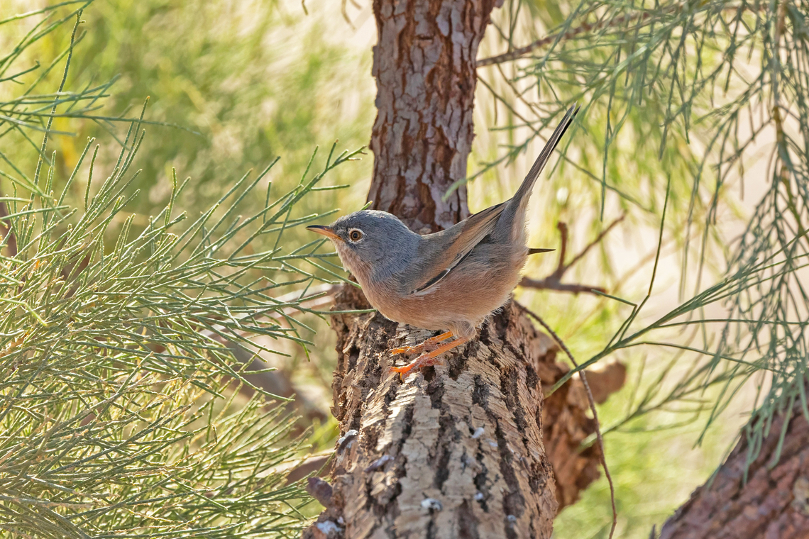 Tristram's warbler (Curruca deserticola) Erg Lihoudi, Morocco. Feb 25, 2025 Curruca deserticola,Geotagged,Morocco,Tristram's warbler,Winter
