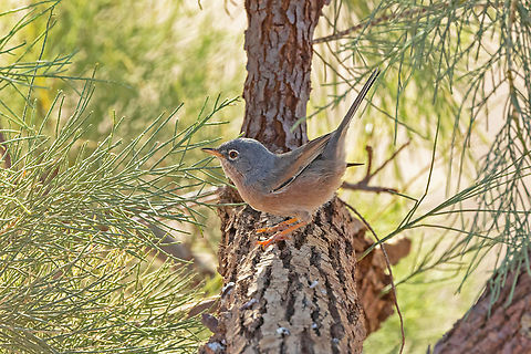 Tristram's warbler (Curruca deserticola) Erg Lihoudi, Morocco. Feb 25, 2025 Curruca deserticola,Geotagged,Morocco,Tristram's warbler,Winter