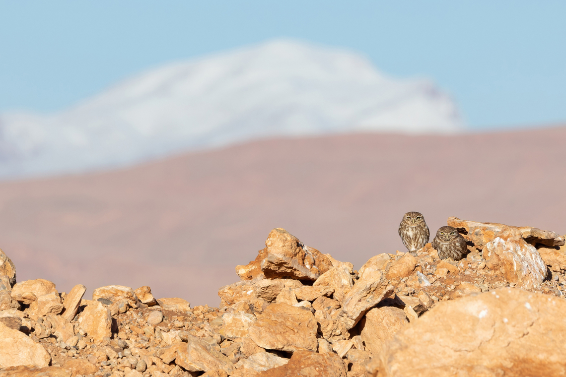 Little Owl couple (Athene noctua) Boumalne Dades, Morocco. Feb 20, 2025 Athene noctua,Geotagged,Little Owl,Morocco,Winter