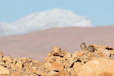 Little Owl couple (Athene noctua) Boumalne Dades, Morocco. Feb 20, 2025 Athene noctua,Geotagged,Little Owl,Morocco,Winter