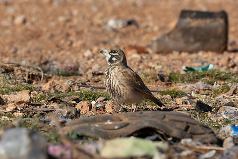 Thick-billed lark (Ramphocoris clotbey) Boumalne Dades, Morocco. Feb 20, 2025 Geotagged,Morocco,Ramphocoris clotbey,Thick-billed lark,Winter