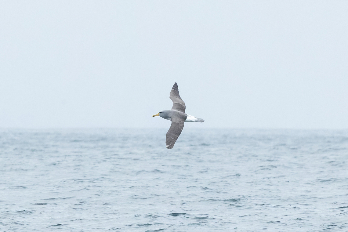 Chatham Albatross (Thalassarche eremita) Punta Lomas, Arequipa, Peru. Jul 5, 2025 Chatham albatross,Geotagged,Peru,Thalassarche eremita,Winter