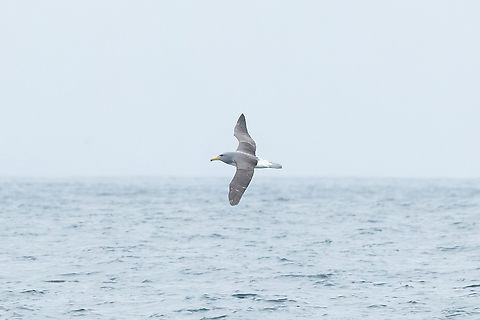 Chatham Albatross (Thalassarche eremita) Punta Lomas, Arequipa, Peru. Jul 5, 2025 Chatham albatross,Geotagged,Peru,Thalassarche eremita,Winter