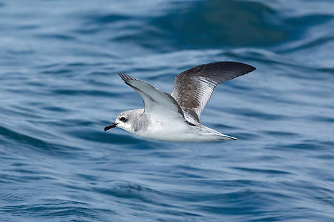 Cook's petrel (Pterodroma cookii) Punta Lomas, Arequipa, Peru. Jul 5, 2025 Cook's petrel,Geotagged,Peru,Pterodroma cookii,Winter