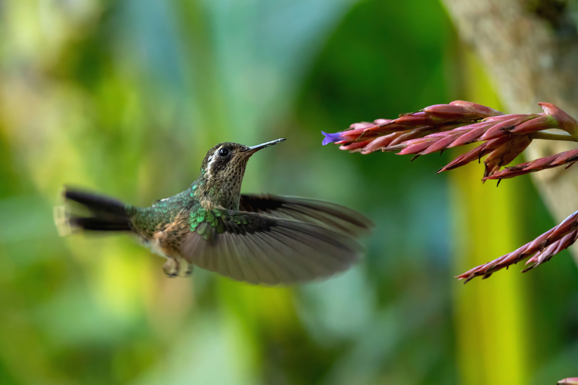 Speckled hummingbird (Adelomyia melanogenys) feeding on Tillandsia tovarensis Leymebamba, Amazonas, Peru. Jul 26, 2025 Adelomyia melanogenys,Geotagged,Peru,Speckled hummingbird,Winter