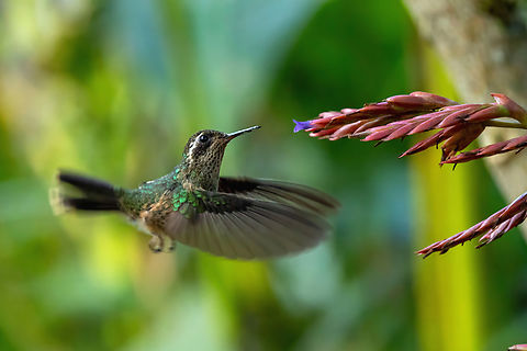 Speckled hummingbird (Adelomyia melanogenys) feeding on Tillandsia tovarensis Leymebamba, Amazonas, Peru. Jul 26, 2025 Adelomyia melanogenys,Geotagged,Peru,Speckled hummingbird,Winter