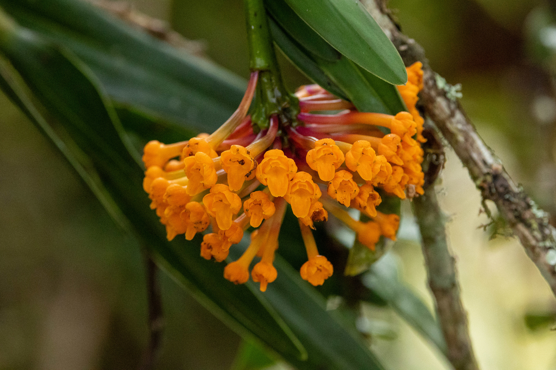 Epidendrum hemiscleria (Orchidaceae) Leymebamba, Amazonas, Peru. Jul 27, 2025 Epidendrum hemiscleria,Geotagged,Peru,Winter