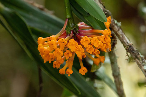Epidendrum hemiscleria (Orchidaceae) Leymebamba, Amazonas, Peru. Jul 27, 2025 Epidendrum hemiscleria,Geotagged,Peru,Winter