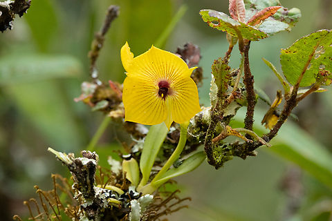 Telipogon lueri (Orchidaceae) Leymebamba, Amazonas, Peru. Jul 27, 2025 Geotagged,Peru,Telipogon lueri,Winter