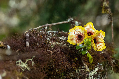 Telipogon papilio (Orchidaceae) Leymebamba, Amazonas, Peru. Jul 27, 2025 Geotagged,Peru,Telipogon papilio,Winter