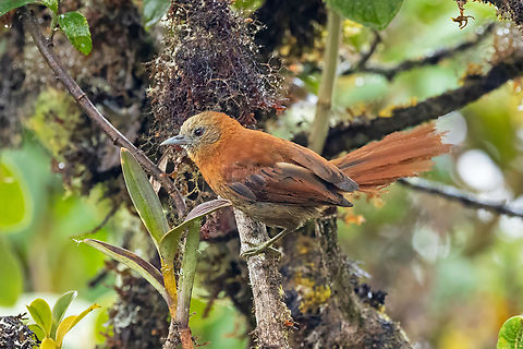 Russet-mantled softtail (Cranioleuca berlepschi) Lajasbamba, San Martin, Peru. Jul 27, 2025 Cranioleuca berlepschi,Geotagged,Peru,Russet-mantled softtail,Winter