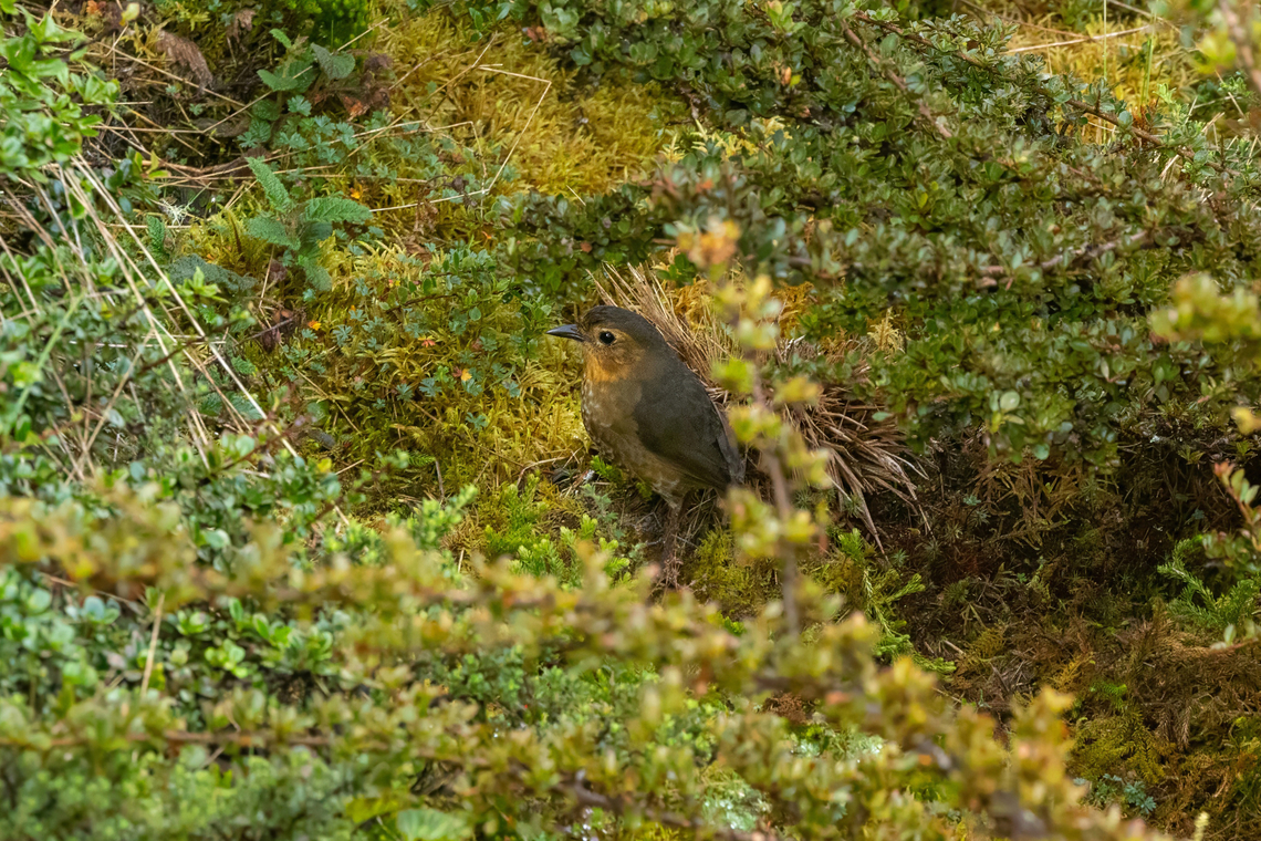 Atuen antpitta (Grallaria atuensis) Lajasbamba, San Martin, Peru. Jul 28, 2025 Atuen antpitta,Geotagged,Grallaria atuensis,Peru,Winter