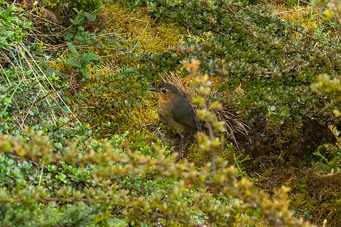 Atuen antpitta (Grallaria atuensis) Lajasbamba, San Martin, Peru. Jul 28, 2025 Atuen antpitta,Geotagged,Grallaria atuensis,Peru,Winter