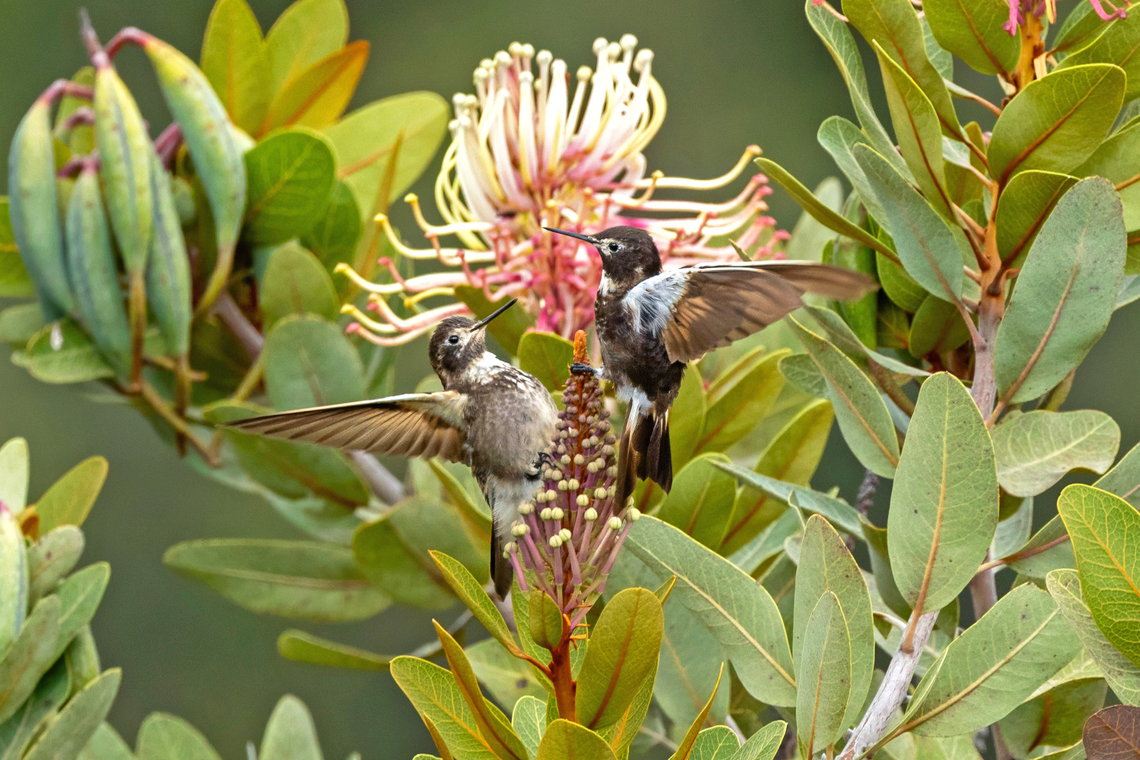 Purple-backed Sunbeam (Aglaeactis aliciae) El Molino, La Libertad, Peru. Aug 14, 2025 Aglaeactis aliciae,Geotagged,Peru,Purple-backed Sunbeam,Winter