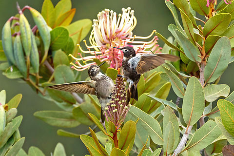 Purple-backed Sunbeam (Aglaeactis aliciae) El Molino, La Libertad, Peru. Aug 14, 2025 Aglaeactis aliciae,Geotagged,Peru,Purple-backed Sunbeam,Winter