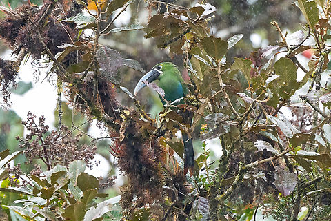 Yellow-browed toucanet (Aulacorhynchus huallagae) ACP Los Chilchos, San Martin, Peru. Jul 30, 2025 Aulacorhynchus huallagae,Geotagged,Peru,Winter,Yellow-browed toucanet