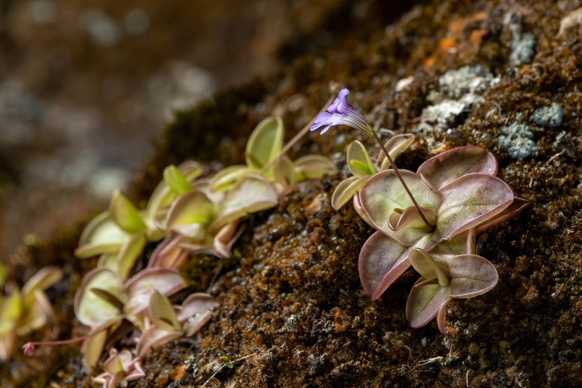 Pinguicula rosmarieae (Lentibulariaceae) Laguna de los Condores, San Martin, Peru. Aug 1st, 2025 Geotagged,Peru,Pinguicula rosmarieae,Winter