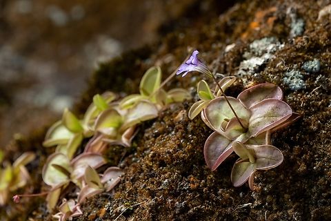 Pinguicula rosmarieae (Lentibulariaceae) Laguna de los Condores, San Martin, Peru. Aug 1st, 2025 Geotagged,Peru,Pinguicula rosmarieae,Winter