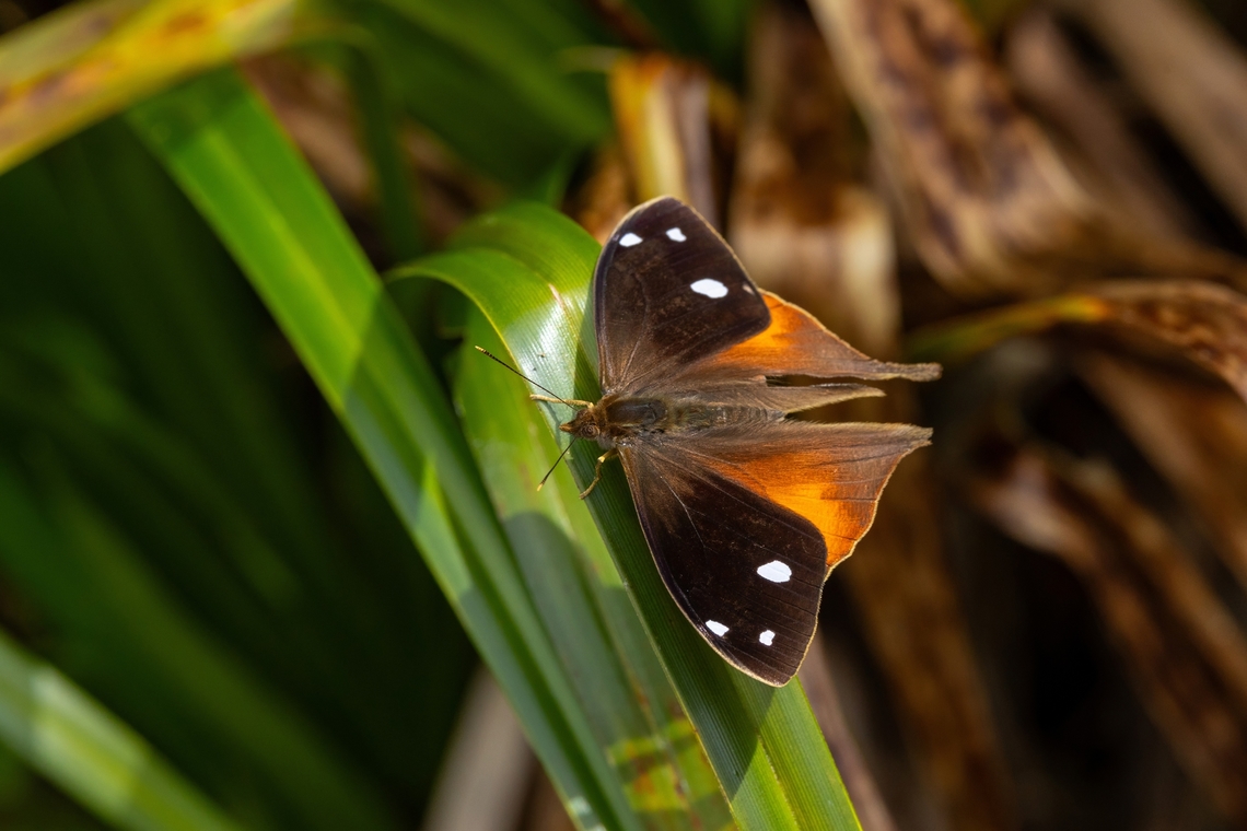 Corades iduna (Nymphalidae) Laguna de los Condores, San Martin, Peru. Aug 1st, 2025<br />
 Corades iduna,Geotagged,Peru,Winter