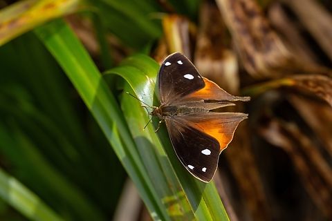 Corades iduna (Nymphalidae) Laguna de los Condores, San Martin, Peru. Aug 1st, 2025
 Corades iduna,Geotagged,Peru,Winter