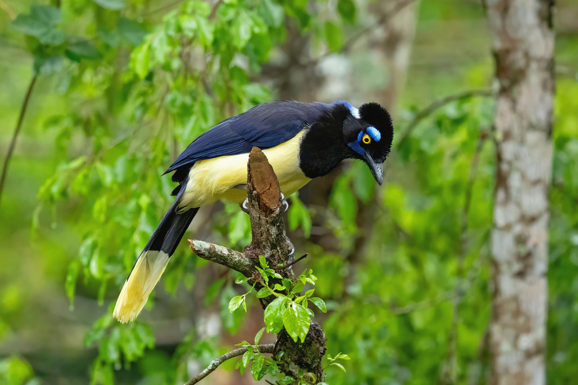 Plush-crested Jay (Cyanocorax chrysops) Refugio Los Volcanes, Santa Cruz, Bolivia. Sep 28, 2025 Bolivia,Cyanocorax chrysops,Geotagged,Plush-crested Jay,Spring