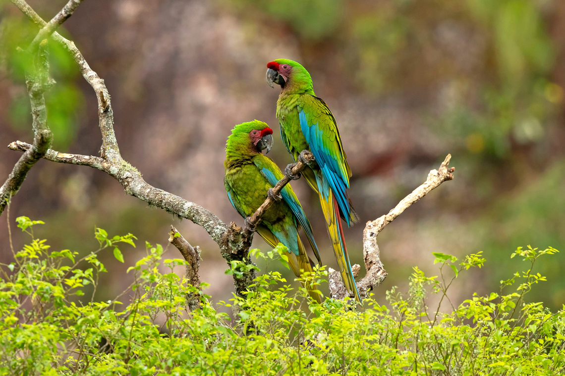 Military Macaws (Ara militaris) Refugio Los Volcanes, Santa Cruz, Bolivia. Sep 28, 2025 Ara militaris,Bolivia,Geotagged,Military Macaw,Spring