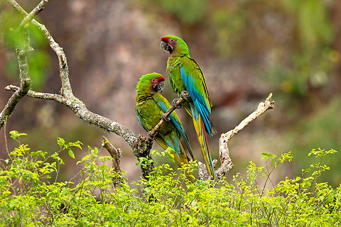 Military Macaws (Ara militaris) Refugio Los Volcanes, Santa Cruz, Bolivia. Sep 28, 2025 Ara militaris,Bolivia,Geotagged,Military Macaw,Spring