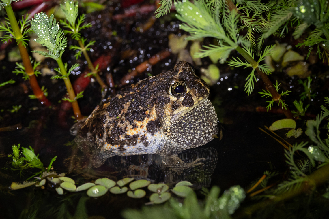 Cei's Escuerzo (Odontophrynus lavillai) Samaipata, Santa Cruz, Bolivia. Sep 28, 2025 Bolivia,Geotagged,Odontophrynus lavillai,Spring