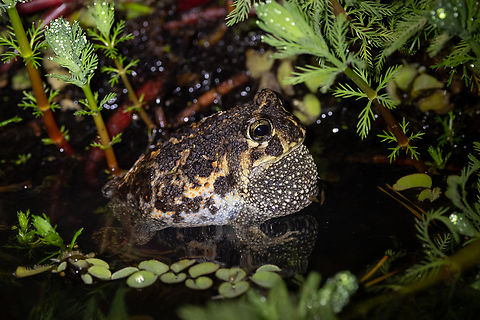 Cei's Escuerzo (Odontophrynus lavillai) Samaipata, Santa Cruz, Bolivia. Sep 28, 2025 Bolivia,Geotagged,Odontophrynus lavillai,Spring