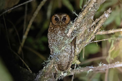 Cloud-forest screech owl (Megascops marshalli) Ulcumano Ecolodge, Pasco, Peru. Sep 10, 2025 Cloud-forest screech owl,Geotagged,Megascops marshalli,Peru,Winter
