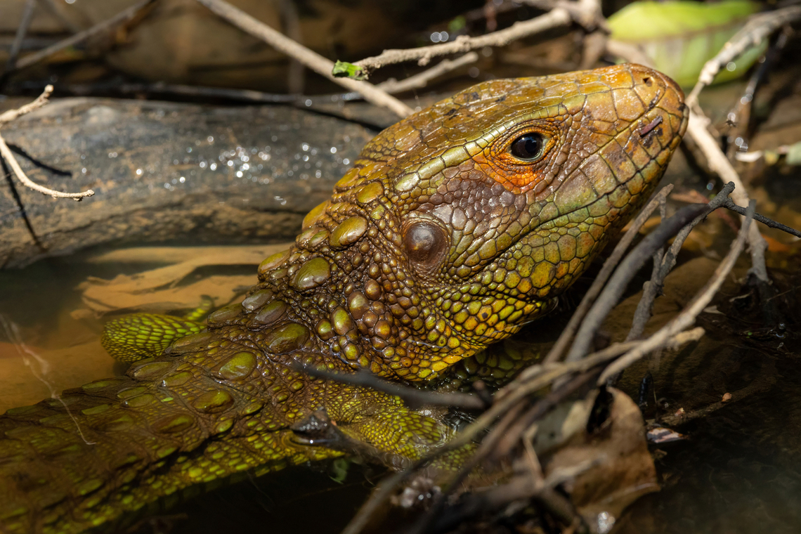 Northern caiman lizard (Dracaena  guianensis) RN Pacaya Samiria, Loreto, Peru. 18 Sep 2025 Dracaena  guianensis,Geotagged,Northern caiman lizard,Peru,Winter