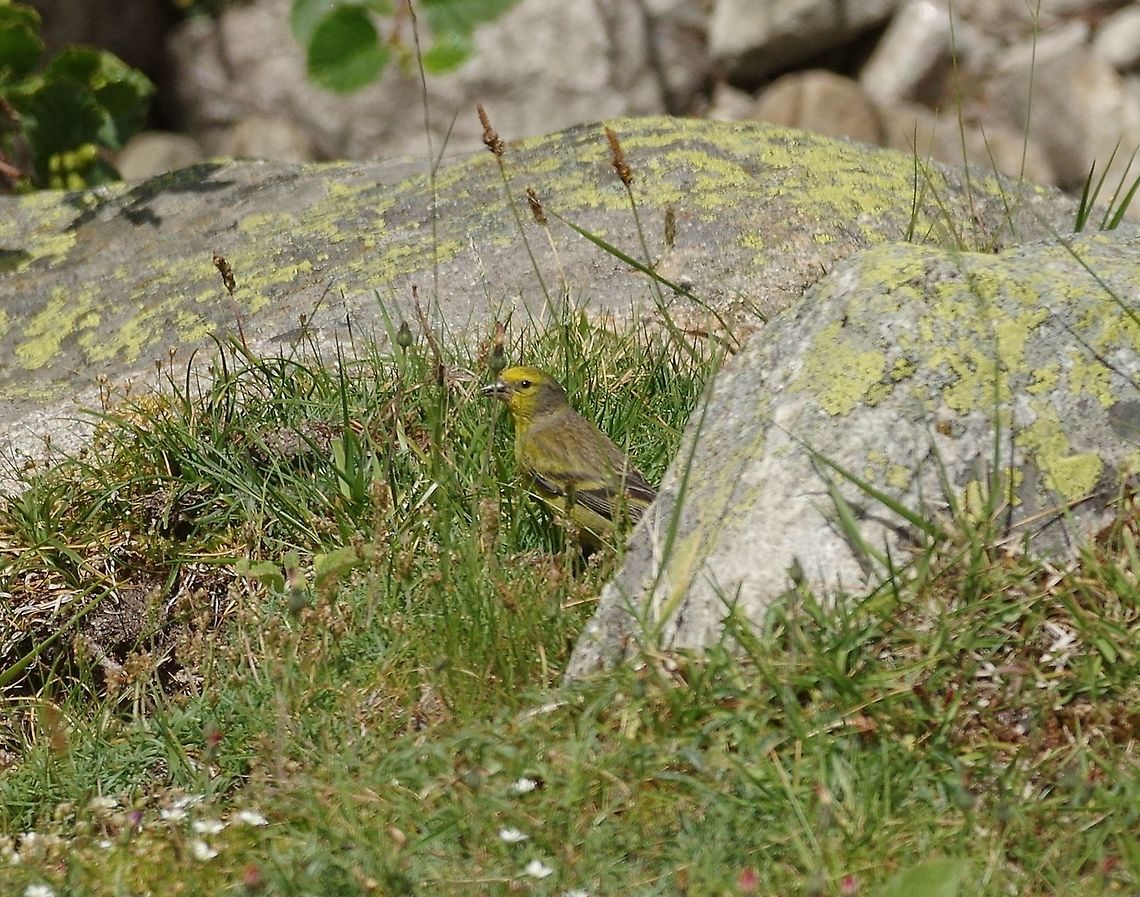 Corsican finch (Carduelis corsicana) Adult bird on the path to the Lac de Melo. Vall&eacute;e de la Restonica, Corsica. 10 July 2016 Carduelis corsicana,Corsican finch,France,Geotagged,Summer