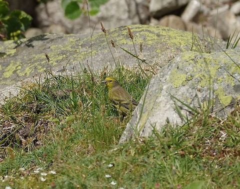 Corsican finch (Carduelis corsicana) Adult bird on the path to the Lac de Melo. Vallée de la Restonica, Corsica. 10 July 2016 Carduelis corsicana,Corsican finch,France,Geotagged,Summer